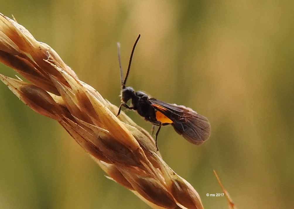 Braconidae: Bracon sp.
